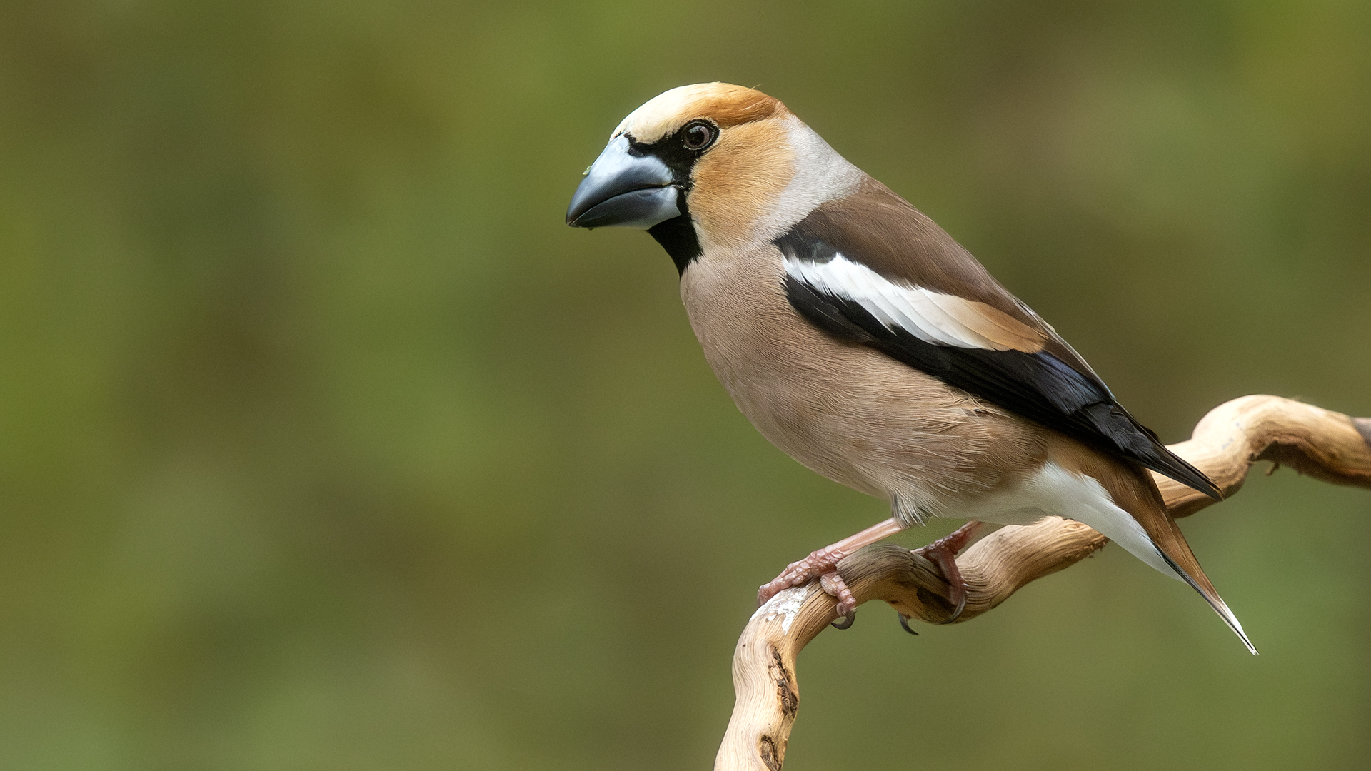 Hawfinch